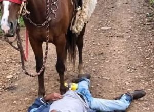 homem-encontrado-estrada-rural-cavalo-cachorro.jpg
