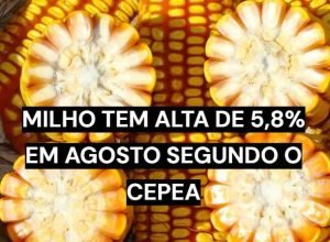Espigas de milho em lavoura durante período de alta nos preços