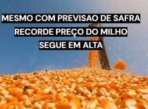 Lavoura de milho durante período de colheita no Brasil