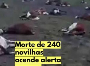 novilhas-braford-pastagem-argentina