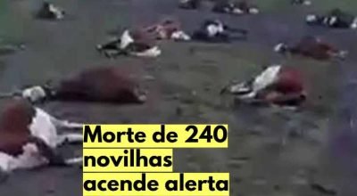 novilhas-braford-pastagem-argentina