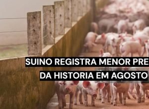 Suíno vivo registra menor preço real da série histórica do Cepea