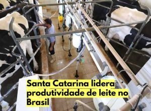 vacas leiteiras em uma propriedade rural de Santa Catarina.