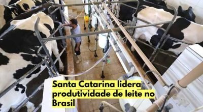 vacas leiteiras em uma propriedade rural de Santa Catarina.