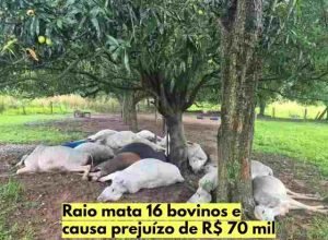 raio-mata-bovinos-presidente-venceslau