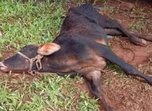 Raiva herbívora em Crissiumal preocupa produtores após mortes de animais