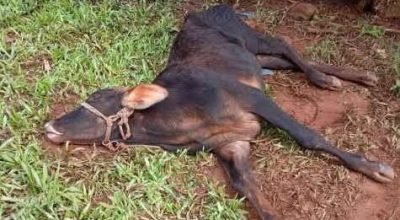 Raiva herbívora em Crissiumal preocupa produtores após mortes de animais