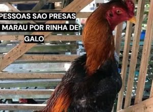 rinha-de-galos-marau-oito-homens-presos.jpg