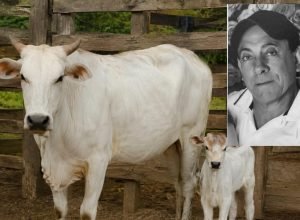 Vaca durante atividade de manejo rural após ataque a produtor em Paranavaí