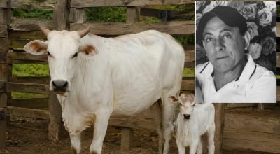Vaca durante atividade de manejo rural após ataque a produtor em Paranavaí